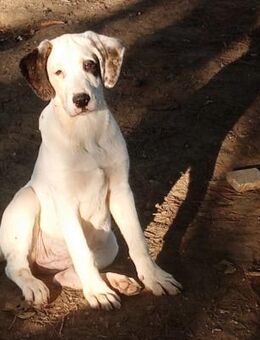 SCHUBI - eine Hündin zum Verlieben - Aerzen