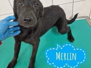 Merlin ein Traumwesen - Mannheim
