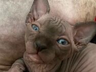 Sphynx Kitten - Hemer Zentrum