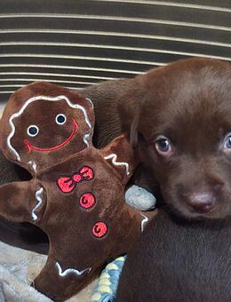 Labrador, Arbeitslinie, Welpen, Schoko - Warburg (Hansestadt)