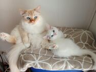 Ragdoll-Perser mix Kitten. Sie wurden in der Familie sozialisiert! - Waldkraiburg