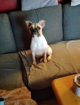 Dringend abzugeben - Leipzig