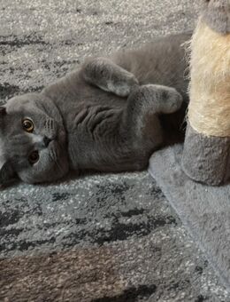 Deckkater Sam reinrassig BKH wartet auf Ihre Katze - Hamburg