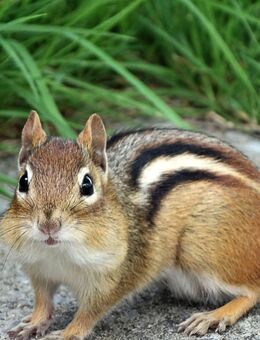 Europäische Streifenhörnchen (Burunduk) - Alzenau