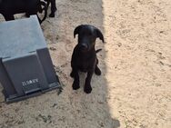 Unsere sehr verschmusten Labradormischlingswelpen Jimmy, Charlston und Joe - Angern