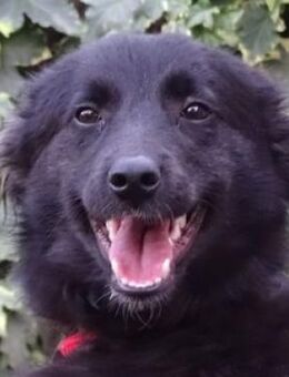 Wer gibt SARA ein Zuhause? - Gefrees