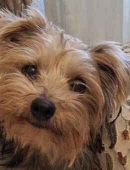 Aveline, geb. ca. 10/2021, GRIECHENLAND - Euskirchen