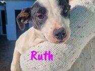 Ruth neugierige kleine Welpin 10/24 ESP - Ruppertsecken