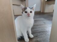 Zwei Kitten suchen liebevolles neues Zuhause - Karlstadt Zentrum