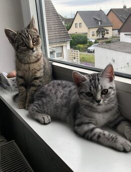 2 Süße BKH Kitten, Katze Mädchen sofort Abholbereit, geimpft und entwurmt - Siegburg