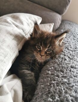 Maine Coon Kitten. Reinrassig. - Mayen