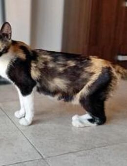 Flora - Tricolor-Schönheit sucht Zuhause - Bad Camberg