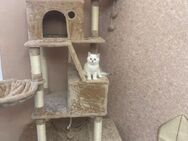 Noch ein Bkh kitten übrig - Gelsenkirchen