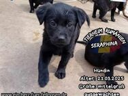 SERAPHINE-eine knuffiger als die andere - Waakirchen