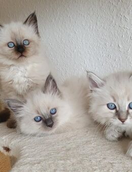 Heilige Birma 3 Kitten Katzen sind abholbereit - Ramsen CH
