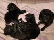 4 MainCoon-Mix Babykatzen, Kitten - Köln