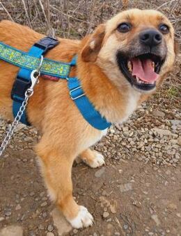 ❣️Liebevolle June❣️ - Eislingen (Fils)