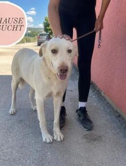 Ruhiger FRENK sucht sein Zuhause 🩷 - Saarbrücken