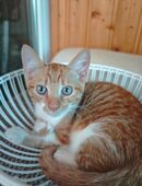 2 junge Kater in 89352