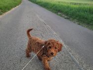 Wolle Pudel Welpe - Esslingen (Neckar)