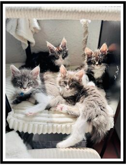 Reinrassige Maine Coon Kitten - Aue