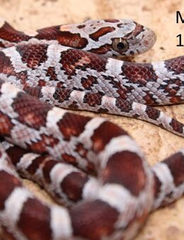 Miami het. Sunkissed Kornnattern Jungtiere 2025 - Lüneburg