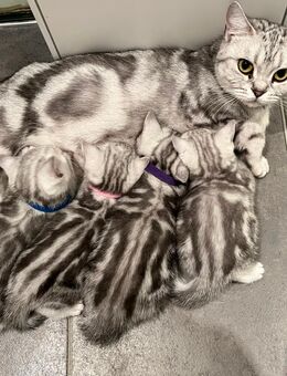 Bkh Kitten Tabby Britisch Kurzhaar Black Silver Whiskas - Lohne (Oldenburg)