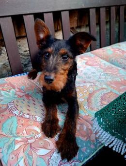 🐾 Kleine Salome sucht aktive, liebevoll - Kassel