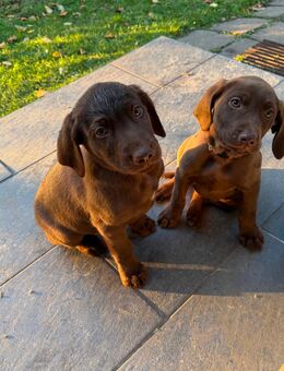 Labrador – Weimaraner Mix - Brunn (Mecklenburg-Vorpommern)