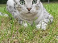 Reinrassige bengal kater und katze - Berlin