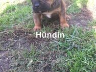 Presa Bulldog Welpen - Stendal (Hansestadt)