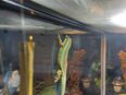 Phelsuma borbonica mater "Basse Vallee" in 14612