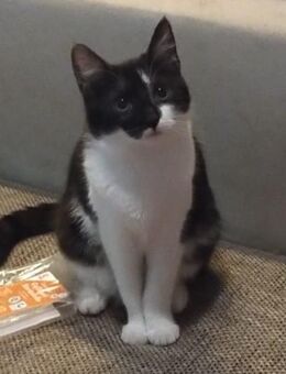 Schwarz-Weiße Katze abzugeben - Mohlsdorf-Teichwolframsdorf