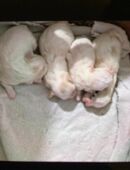 unsere Maja ist am 4.11.25 Mutter v. 4 Welpen geworden 3 Jungs 1 Mädchen das ist schon weg in 49456