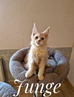 Maine Coon Kitten zum Abgabebereit - Nienburg (Weser)