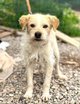 Freundlicher Miso sucht seine Menschen - Hamburg