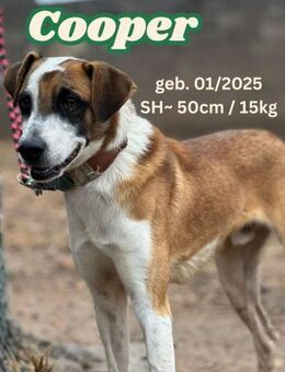 Cooper - Team Rocio - Rinteln