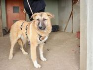 Fiona ist bereit für ein Leben mit dir - München