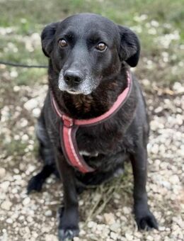 Wer hat ein Herz für YOUMA ❤️🙏 - Mylau