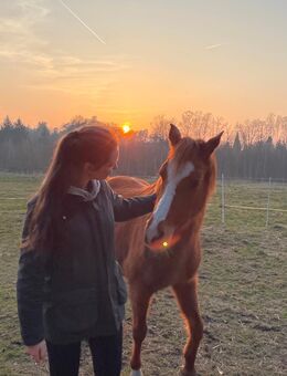 Systemisches Aufstellen mit Pferden - Hermannsburg
