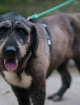 Zuhause gesucht für Abigail - München