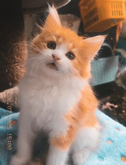 Main Coon Mädchen sucht ein Zuhause - Duisburg