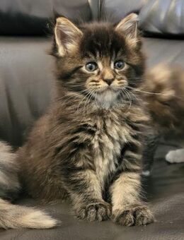 2 Süße Maine Coons: 1 Mädchen in blue tortie (smoke) white 1 Kater in black tabby mit Papieren - Grafing (München)