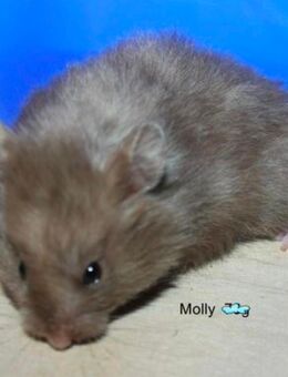 Junge Teddyhamster 8 Wochen alt - Rodenbach (Hessen)