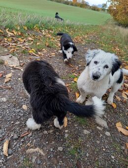 Dackel - Bordercollie Mischlingswelpen - Helbra