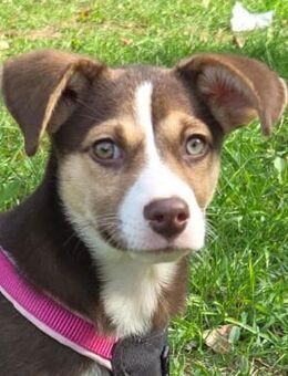 Pandora - Hundemädchen mit Herz - Obertshausen