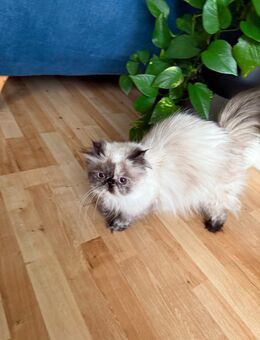Perser ragdoll Katze - Wuppertal