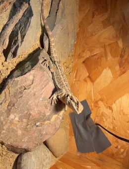 Bartagame zu verkaufen - Malsfeld