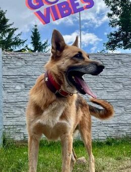 Wo sind die Schäferhund Fans - Möckern Pabsdorf