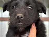 BW 45 ist unsere kleine Schönheit 🐾 - Elsdorf (Nordrhein-Westfalen)
